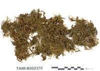 藏品(毛尖卷柏苔)的圖片